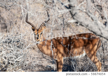 An impala hiding behind the bushes 59874854