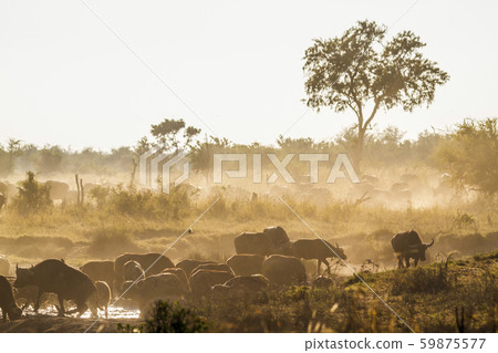 African buffalo in Kruger National park, South 59875577