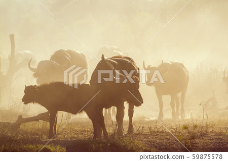 African buffalo in Kruger National park, South 59875578