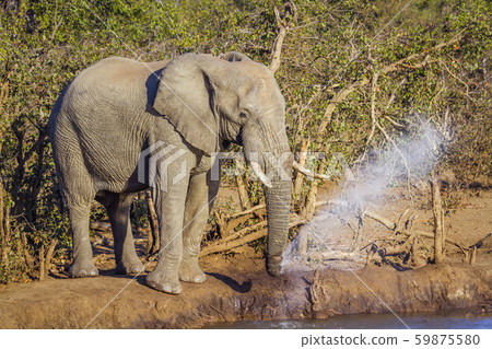African bush elephant in Kruger National park, 59875580