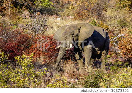 African bush elephant in Kruger National park, 59875591