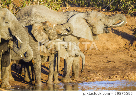 African bush elephant in Kruger National park, African bush elephant in Kruger National park, 59875595