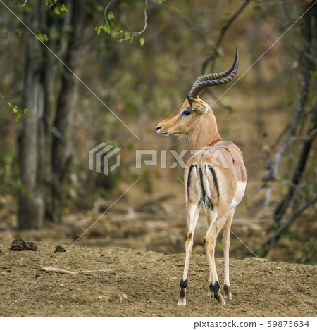 Common Impala in Kruger National park, South 59875634