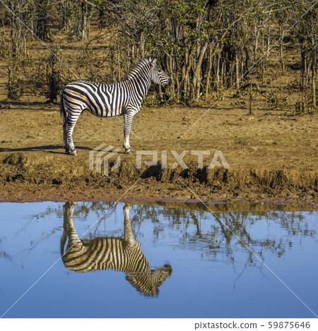 Plains zebra in Kruger National park, South Africa Plains zebra in Kruger National park, South Africa 59875646