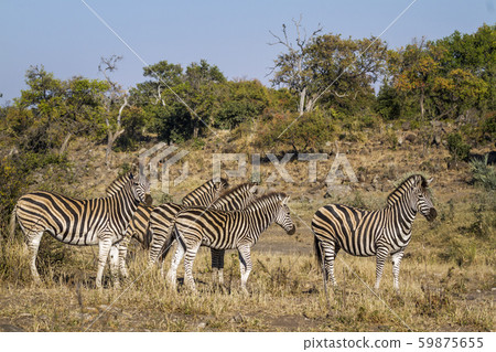 Plains zebra in Kruger National park, South Africa Plains zebra in Kruger National park, South Africa 59875655