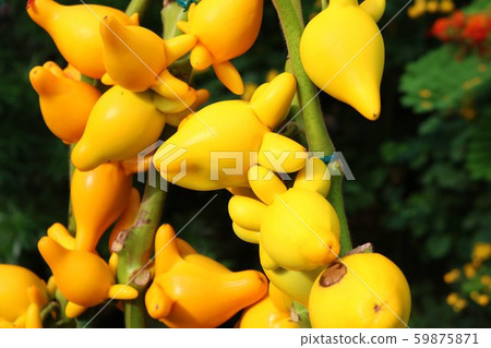 Tsunanasu Yellow Autumn Tsunanasu Yellow Autumn 59875871