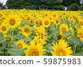 Sunflower field _ Kiyose Sunflower Festival _sunflower 59875983