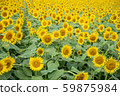 Sunflower field _ Kiyose Sunflower Festival _sunflower 59875984