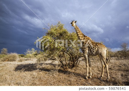 Giraffe in Kruger National park, South Africa Giraffe in Kruger National park, South Africa 59876541