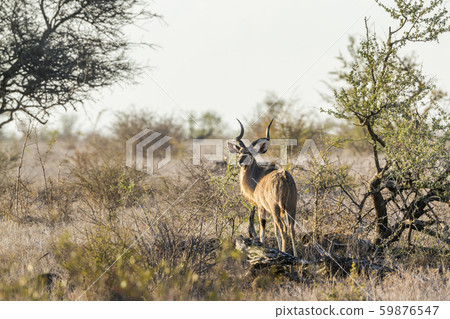 Greater kudu in Kruger National park, South Africa Greater kudu in Kruger National park, South Africa 59876547