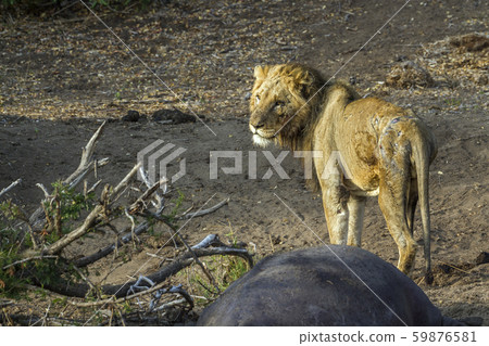 African lion in Kruger National park, South Africa 59876581