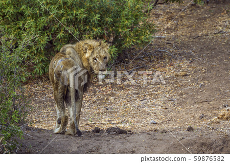 African lion in Kruger National park, South Africa African lion in Kruger National park, South Africa 59876582