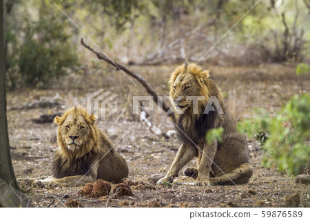 African lion in Kruger National park, South Africa African lion in Kruger National park, South Africa 59876589