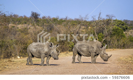 Southern white rhinoceros in Kruger National park, 59876606