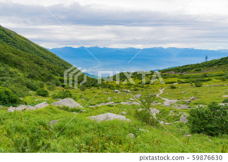 千疊敷捲曲 千疊敷捲曲 59876630