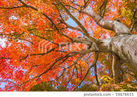 秋葉:楓葉Azumino 秋葉:楓葉Azumino 59876635