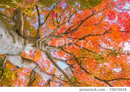 Autumn leaves: Maple Azumino 59876636