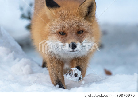 北極狐在雪地裡 北極狐在雪地裡 59876979