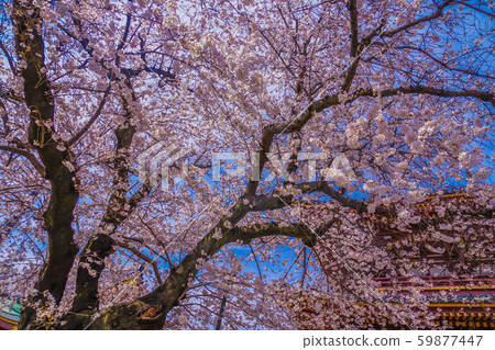 Sakura in full bloom at Ikegami Honmonji Temple 59877447