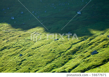 Green grass and shadow texture 59877671