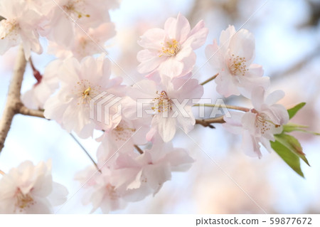 Cherry Blossoms Cherry Blossoms 59877672