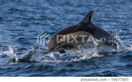 Dolphin South Africa Sardine Run 59877865