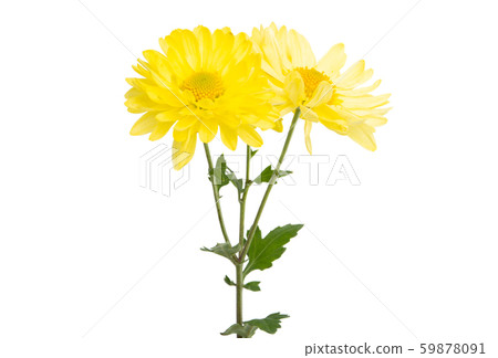 chrysanthemum isolated 59878091