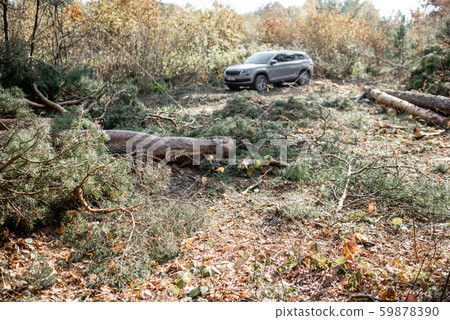 Pine forest with felled trees and car Pine forest with felled trees and car 59878390