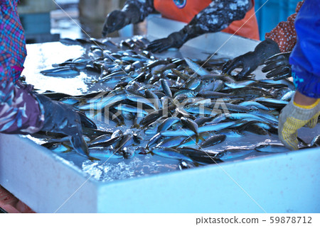 [Fish for sorting at fishing port] 59878712