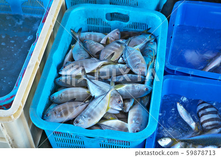 [Fish for sorting at fishing port] 59878713