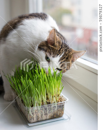 Vitamins for cats - germinated oats. Fluffy cat eating fresh green grass with funny emotions Vitamins for cats - germinated oats. Fluffy cat eating fresh green grass with funny emotions 59879327