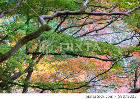 坦山神社9557 坦山神社9557 59879328