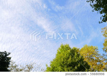 在秋天的天空開始變色的樹木 在秋天的天空開始變色的樹木 59880998