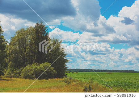 Rural landscape. Trees on the edge of a green field on a sunny summer day Rural landscape. Trees on the edge of a green field on a sunny summer day 59881016