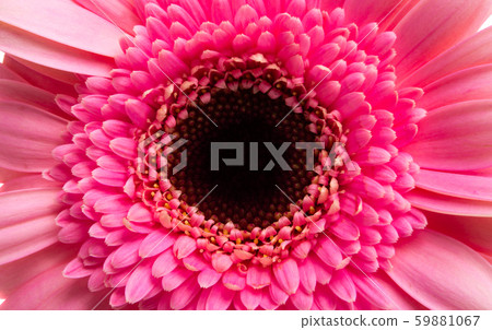 pink gerbera isolated pink gerbera isolated 59881067
