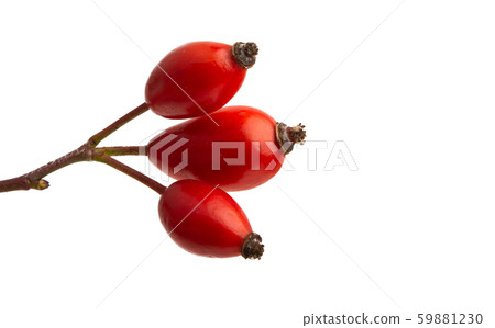 rose hip isolated rose hip isolated 59881230
