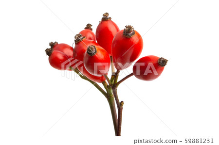 rose hip isolated rose hip isolated 59881231