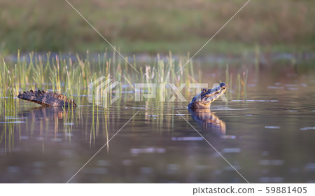Close up of a Yacare caiman in water 59881405