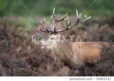 Red deer stag calling during rutting season Red deer stag calling during rutting season 59881412