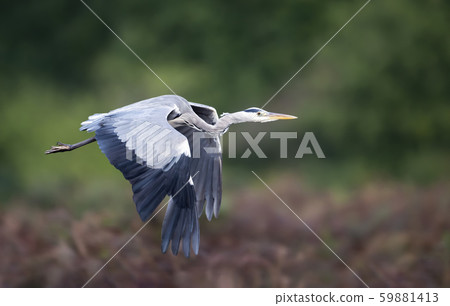 Close-up of a grey heron in flight Close-up of a grey heron in flight 59881413