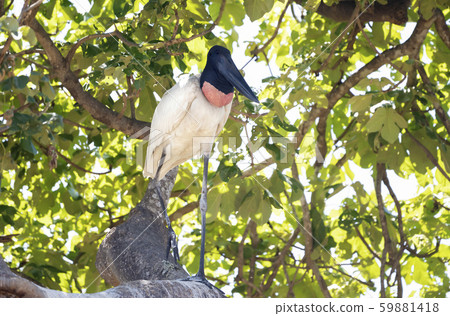 Close up of Jabiru standing close to the nest 59881418
