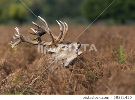Red deer stag calling during rutting season  59881430