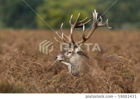 Close-up of an injured red deer stag 59881431
