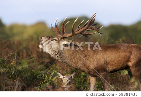 Red deer stag calling during rutting season Red deer stag calling during rutting season 59881433