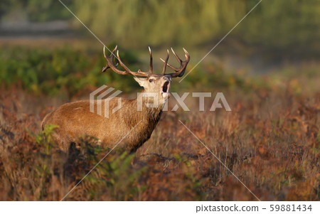 Red deer stag calling during rutting season Red deer stag calling during rutting season 59881434