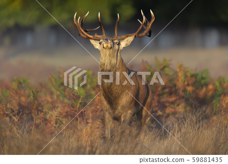 Red deer stag displaying during rutting season Red deer stag displaying during rutting season 59881435