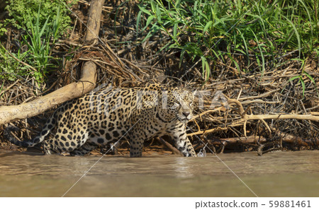 Close up of a Jaguar walking in water Close up of a Jaguar walking in water 59881461