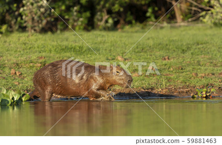 Close up of a Capybara walking in water Close up of a Capybara walking in water 59881463