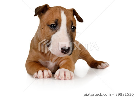 Funny brown Miniature Bull Terrier puppy lying on 59881530