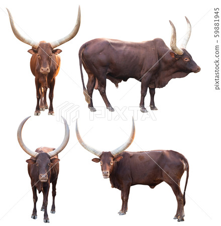 watusi isolated on white background watusi isolated on white background 59881945